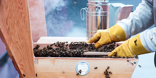 Imagen principal de Beekeeping 103: Beehive Rescue and Honey Harvesting