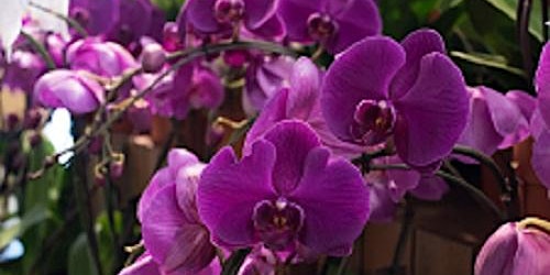 All About Orchids with Joyce Fethke-Block
