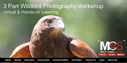 Imagem principal do evento 3pt Birds of Prey Photography Workshop with HawkQuest  - CO