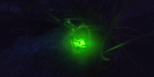 The Great Glow Worm Hunt - 10th August primary image