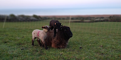 Primaire afbeelding van Spring Lambing on the Jurassic Coast