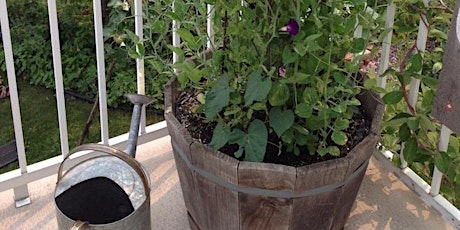 Container Gardening: Food production in small spaces primary image