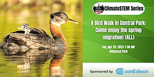 Primaire afbeelding van FREE - A Bird Walk in Central Park: Come enjoy the spring migration! (ALL)