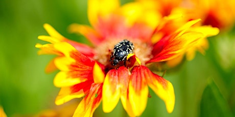 Pollinator Gardening in the South