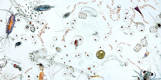Plankton Aplenty for Junior Ecologists (ages 6-9)