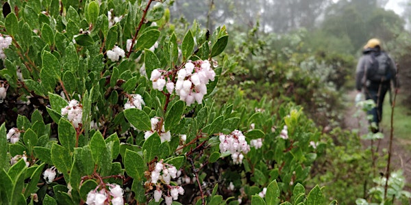 Nature Hike on Mount Sutro