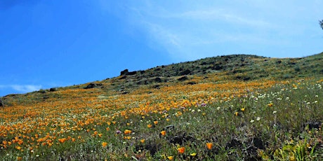 Sunday Wildflower Hike at Blair Ranch!