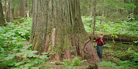 Evening for BC's Ancient Inland Rainforest primary image
