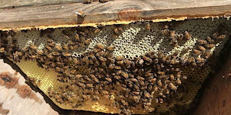 Steller Apiaries Alternative Bee School