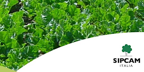 Immagine principale di Barbabietola da zucchero: una coltura strategica 