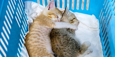 Graceful Cuddle Workshop primary image