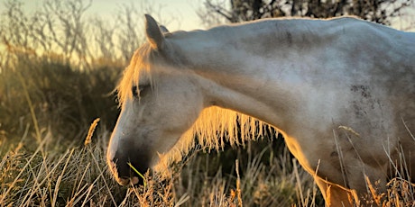 Meditation With Horses: The Four Directions