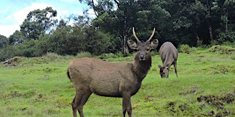 Nillumbik Deer Control Program - information night and Q&A session  primärbild