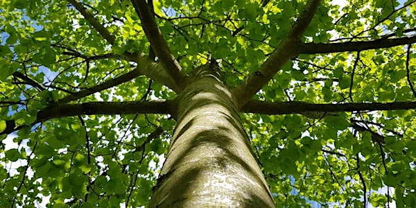 The MERL Family Event: Terrific Trees