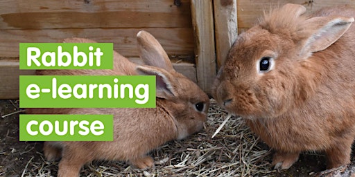 Rabbit e learning course - Self Led