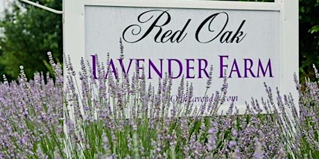 Lavender 101 Class: Evening primary image