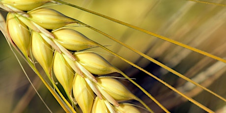 Towards sustainable barley production: The BESTCROP and RECOBAR initiatives primary image