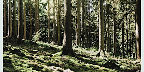 Waldbaden | Shinrin Yoku im Ebersberger Forst primary image