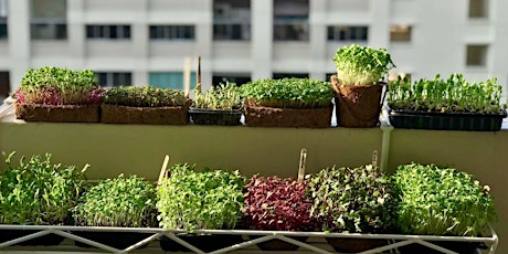 Urban Farming With Microgreens primary image