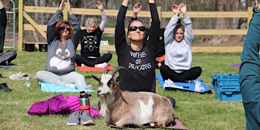 Imagem principal do evento Totes Goats Goat Yoga