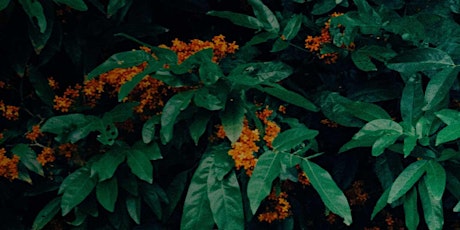 Orange Blossom: Perfume  Accords, with Ashley Eden Kessler (online)