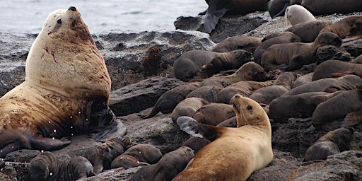 Savvy Seals and Sea Lions of the Northern Hemisphere - adult program