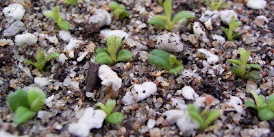 Natives from Seed primary image