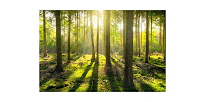 Bain de Forêt " La symbolique des arbres" primary image