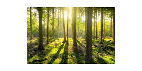 Bain de Forêt " La symbolique des arbres"