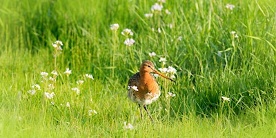 Primaire afbeelding van Startochtend Boerenlandvogelbescherming