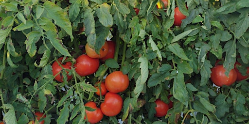 Imagen principal de Gleaning Tomatoes with SOSA_May 2024