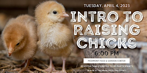 Intro to Raising Chicks primary image