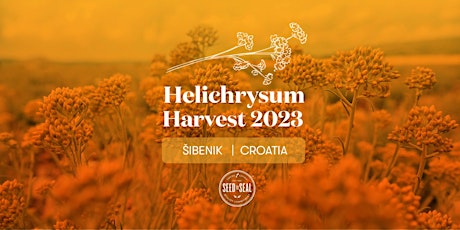 Helichrysum Harvest 2023