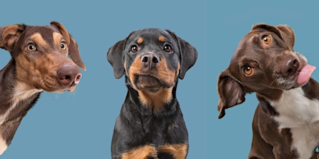 Elke Vogelsang - “Dogsonality”  A creative guide to dog photography primary image