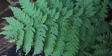 Master Gardeners Talk: Native Ferns for Various Growing Conditions