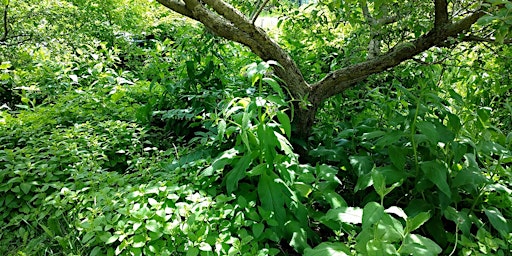 Conception d'une Forêt Nourricière - Niveau 1 primary image