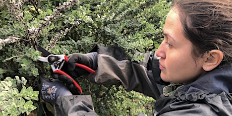 Hauptbild für Plant Pruning