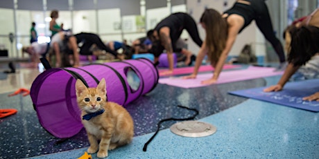 Yoga with Kittens - fundraiser for "The Animal Welfare Association"