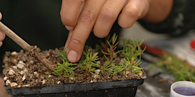 Hauptbild für Plants from Plants - Propagation Workshop