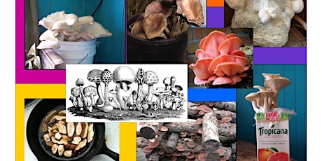 Skills for Low-Tech Mushroom Cultivation  primary image