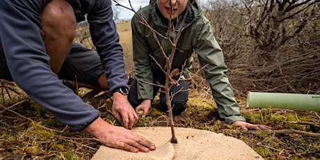 Tree planting with Moor Trees