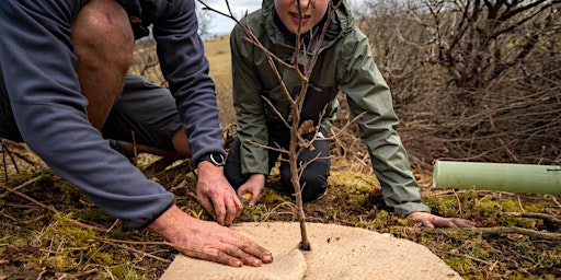 Imagem principal do evento Tree planting with Moor Trees