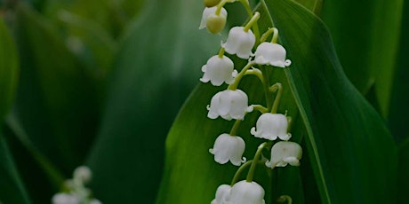 Muguet / Lily of the Valley: Perfume  Accords (online)