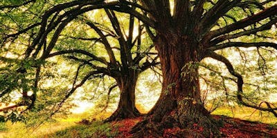 Michele Giovagnoli Presenta: Impara a Parlare Con Gli Alberi Michele Giovagnoli Presenta: Impara a Parlare Con Gli Alberi