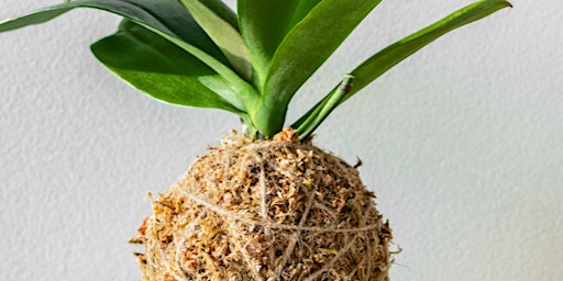 Hauptbild für Kokedama Workshop