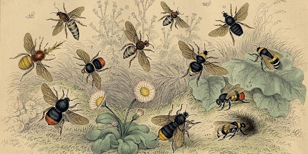 Bí URBAN Bee Stewardship Workshop Series