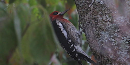 Whatcom Falls Park Birding