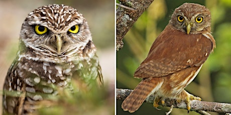 Virtual Owl Friday: Wild at Heart’s quest to save species from extinction
