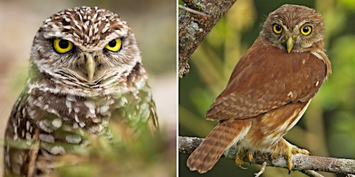 Virtual Owl Friday: Wild at Heart’s quest to save species from extinction