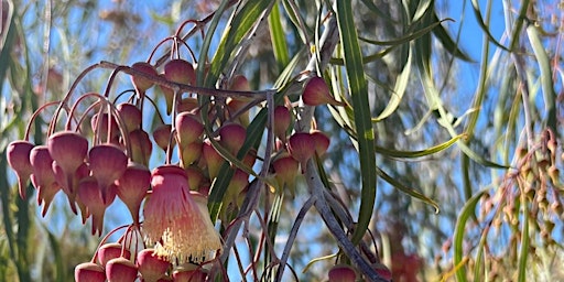 Immagine principale di Eucalyptus Walk 